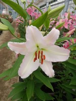 [5238 Burlesca No02.JPG]